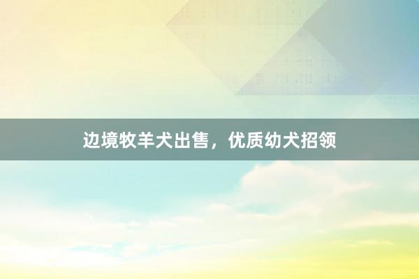 边境牧羊犬出售，优质幼犬招领