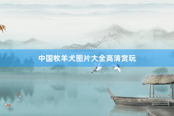 中国牧羊犬图片大全高清赏玩